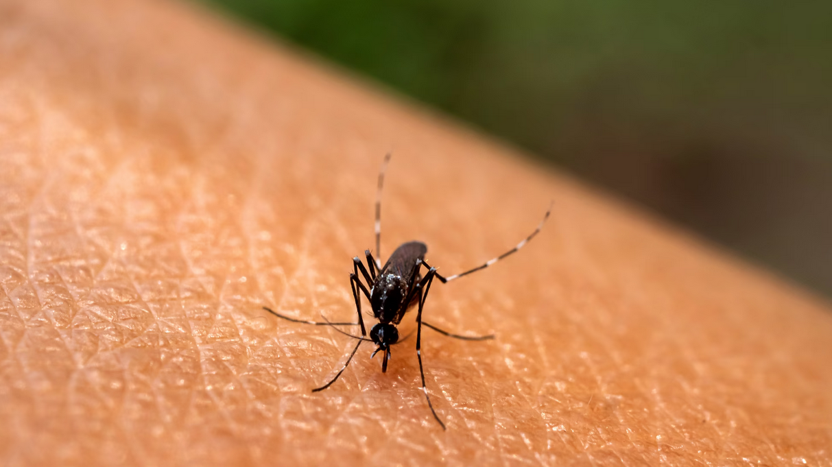 The Reason Why Mosquitoes Want to Bite You
